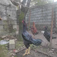 خروس لاری اصیل مشکی|حیوانات مزرعه|کلارآباد, |دیوار