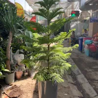 گل و گیاه بونسای فضای سبز بازار گل|گل و گیاه طبیعی|تهران, آهنگ|دیوار