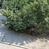 کارگر کار بلد برای سمپاشی درختان