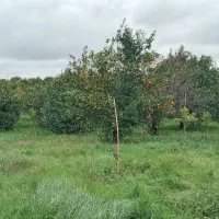 فروش ۶هکتارباغ مرکبات،دو  هکتاربافت،آب برق گاز|فروش زمین و ملک کلنگی|امامزاده عبدالله, |دیوار