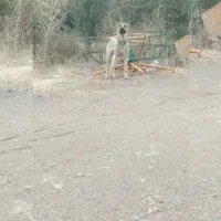 سگ سرابی ۱۳ ماه