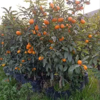 تمامی گل های آپارتمانی و باغچه و مرکبات