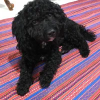 سگ پودل|سگ|کرج, ملک‌آباد|دیوار