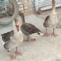 غاز|حیوانات مزرعه|مرند, |دیوار