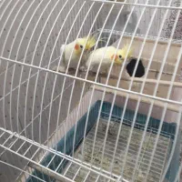 تخم عروس هلندی رگ زده