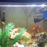 فروش اکواریم شرکتی باانواع ماهی وکلیه لوازم