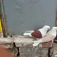 کبوتر بدون مریضی واکسن شده