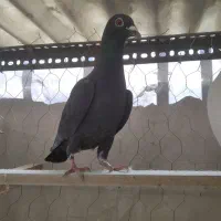 کبوتر مسافتی