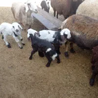 گوسفند افشاری درجه یک