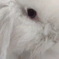 خرگوش لوپ ترکیش|موش و خرگوش|مرودشت, پشت سایپا‎|دیوار