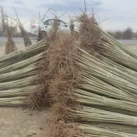 نهالستان فروش نهال های گردو بادام و صنوبر|خدمات باغبانی و درختکاری|ماکو, |دیوار