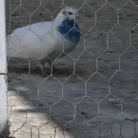 کفترتیرماه|پرنده|جوادآباد, |دیوار