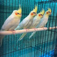 عروس هلندی در انواع رنگ فقط فقط ۶۵۰ت|پرنده|قائمشهر, |دیوار