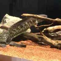 ماهی چانا گلدن کبری