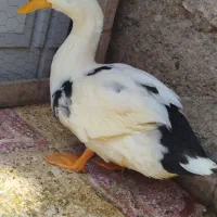 مرغابی اردک
