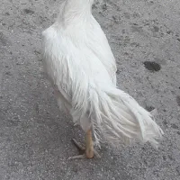 خروس لاری
