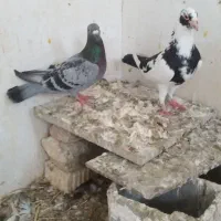 جفت ابلغ پلاکی(پونصدتومن)