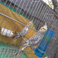 عروس هلندی جوان