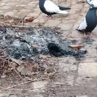 سینه سیاه|پرنده|بوئین زهرا, |دیوار