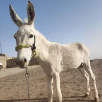 ۲ عدد خر نر|حیوانات مزرعه|قم, پردیسان|دیوار