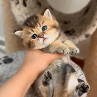 بچه گربه های جذاب iran cats|گربه|آبادان, |دیوار