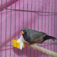 فنچ زبرا شارکول