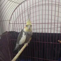 عروس هلندی نر