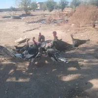 سه عدد مرغ ۸عدد بوقلمون|حیوانات مزرعه|گنبد کاووس, |دیوار