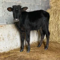 گوساله نر ورزاکوله جنس