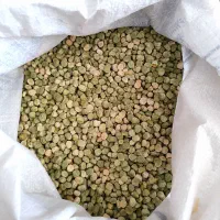 نخود فرنگی آمریکایی دارم|خدمات باغبانی و درختکاری|گنبد کاووس, |دیوار