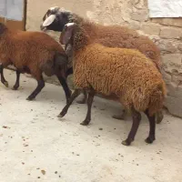 بره نر وماده