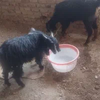 سلام بزفروشی هستن یا مشتری کنار میایم|حیوانات مزرعه|خاش, |دیوار