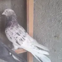 نروماده|پرنده|کاشان, لتحر|دیوار