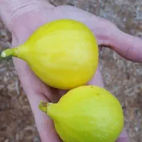 پیشفروش .نهال انجیر دیمی|خدمات باغبانی و درختکاری|بروجن, |دیوار