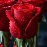 راهنمایی کنید