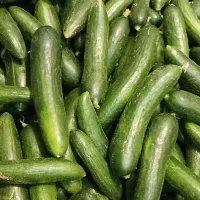 خیار فقط خوردنی وسالادی