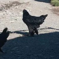 مرغ وخروس پاپر