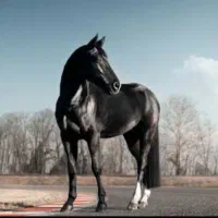 فروش مادیان شجره دار