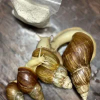 حلزون طبی آچاتینا