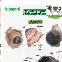 تهیه اعضای گاو و یا گوسفند برای تشریح و مطالعه|خدمات آموزشی|گناباد, |دیوار