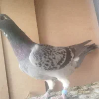 کفتر|پرنده|شیراز, کرونی(خاتونک)|دیوار