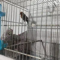 سهره قناری|پرنده|تهران, تهرانسر شمالی|دیوار