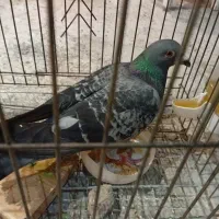 کبوتر مسافتی وپرشی