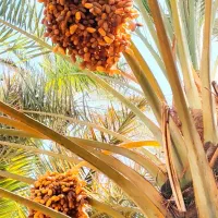 عرضه مستقیم و بدون واسطه خرمای درجه یک خاوران|خوردنی و آشامیدنی|راهگان, |دیوار