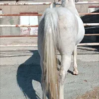 فروش اسب ماده کورد|اسب و تجهیزات اسبسواری|کامیاران, |دیوار