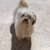 و سگ|سگ|سیرجان, |دیوار