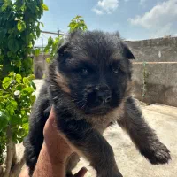 واگذاری توله ژرمن نژاد دار