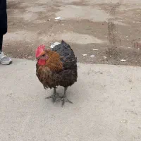 مرغ تخم گذار سالم یک عدد قمیت 500