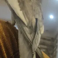 عروس هلندی سخنگو