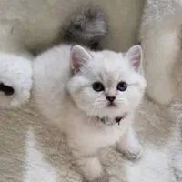 مجموعه گربه های بغلی شیراز